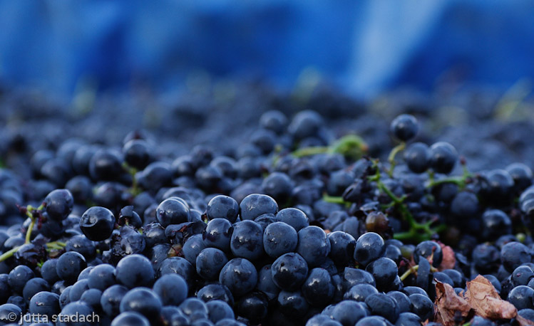 Weintraubenernte in der D.O. Montsant